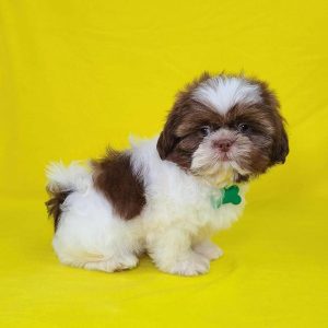 Lulu